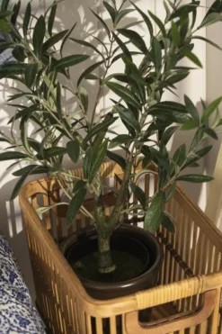 IB LAURSEN 9895-00 Olivenbusk i Potte