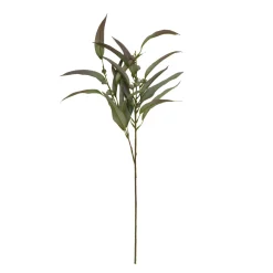 SPEEDTSBERG 214931 Eukalyptus