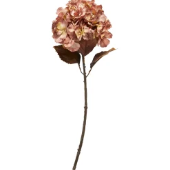 SPEEDTSBERG 204963 Hortensia