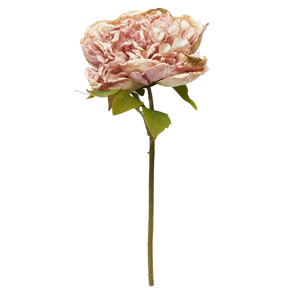 SPEEDTSBERG 204943 Pæon