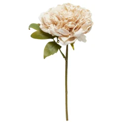 SPEEDTSBERG 204942 Pæon