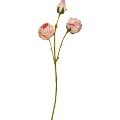 SPEEDTSBERG 235070 Rose