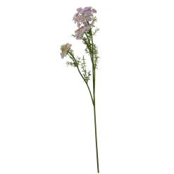 SPEEDTSBERG 234907 Vild Gulerod