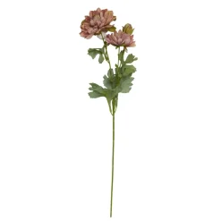 SPEEDTSBERG Georgine 215034 Rose