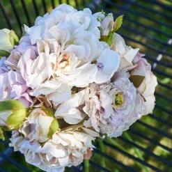 SPEEDTSBERG Hortensia Stilk 215069 Rose